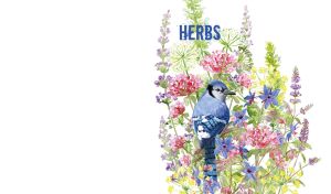 Watercolor blue jay bird and wildflowers against a white backdrop