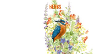 Watercolor kingfisher bird and wildflowers against a white backdrop