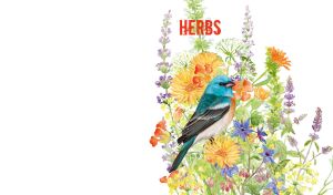 Watercolor lazuli bunting and wildflowers against a white backdrop
