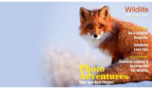 A red fox in the snow on the cover on a pastel blue cover of wildlife magazine