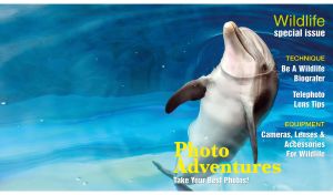 A grey dolphin taking a nap on a blue cover of wildlife magazine