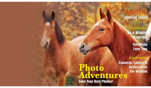 Red wild horses in the autumn woods on a brown cover of wildlife magazine