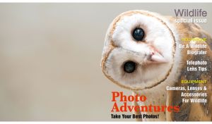Barn owl with a wise look on a pastel grey cover of wildlife magazine
