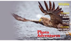 White-tailed eagle on a hunt on a pastel grey cover of wildlife magazine