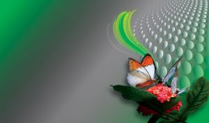 Orange-white butterflies on a pink hydrangea on green to gray techno gradient