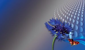 Ladybug flies over a blooming blue cornflower on blue to gray techno gradient