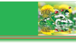 Ladybugs on a blade of grass with dew in front of dandelion and daisy on green