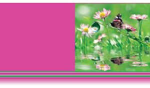 Pink daisy flowers and a blade of grass with dew and a butterfly on pink