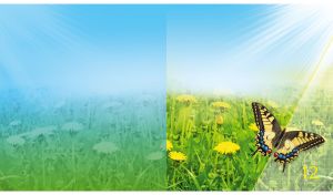 Butterfly’s Dance in Sunlight | Flourishing Nature Meets the Blue Sky