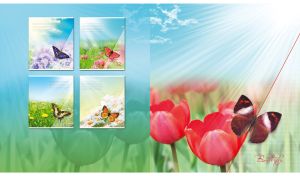 Saturn butterfly among the red tulips against the blue sunny sky