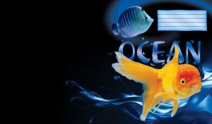 Fantail goldfish with a long caudal fin swims in a blue ocean