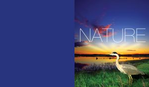 Avian Landscapes | A Dance of Wings and Nature