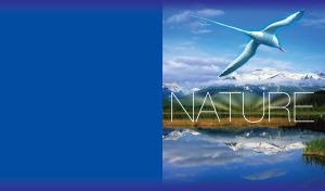 Arctic tern with beautiful mountain landscape