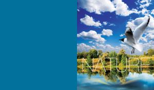 Black head gull flying with beautiful nature landscape