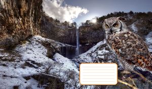 A gray great horned owl with yellow eyes at a mountain waterfall