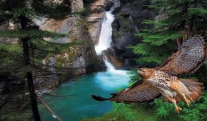 Brown hawk flying at a rocky waterfall in a wild dark green coniferous forest