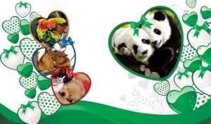 Photo of a cute cuddling panda couple in a green heart shaped frame on white