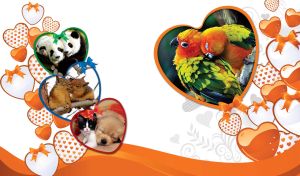 Photo of a pair of bright color parrots in an orange heart shaped frame on white