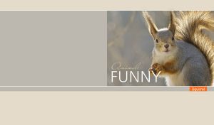 Squirrel holding a nut in the daylight against a pastel brown-gray wallpaper