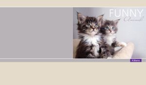 Blue-eyed kittens sitting on a sofa against a pastel brown-gray wallpaper