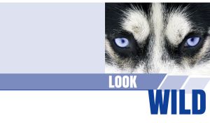 Wild gaze of a blue-eyed Siberian Husky on pastel navy and white backdrop