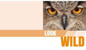 Wild gaze of an orange-eyed owl on pastel beige and white backdrop