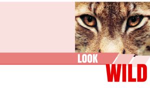 Wild gaze of a brown-eyed lynx on pastel red and white backdrop