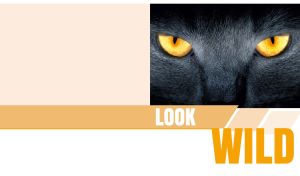 Wild gaze of a yellow-eyed black cat on pastel beige and white backdrop