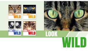 Wild gaze of a green-eyed tabby cat on pastel green and white backdrop