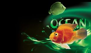 Ocean aquarium blood parrot cichlid fish on a green and black background