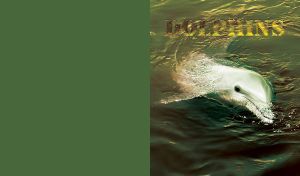 Dolphin on the surface