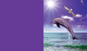 Dolphin swims in the sea on a sunny say