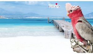 Galah cockatoo at a tropical beach with white sand and azure ocean view