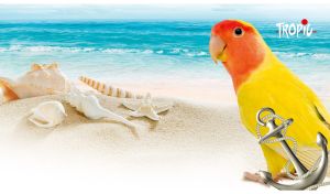 Rosy-faced lovebird at a tropical beach with white sand and azure ocean view