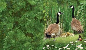 Pair of geese with fluffy yellow light brown goslings on a green field with tall grass