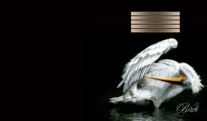 Birds | Close up portraits on black