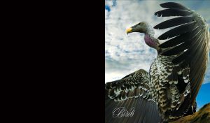 Griffon vulture standing with its wings spread, overseeing territory on cloudy background