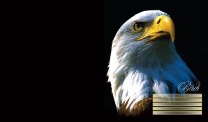 Vicious eagle side view portrait, intense stare, yellow beak on black