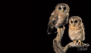 Two curious owls on branch, mother and baby, isolated on black background