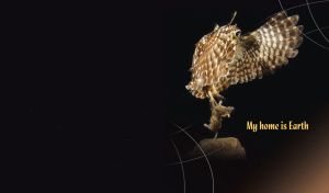 My home is Earth | animals close-up on black