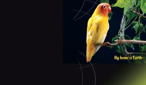 Yellow parrot stands on a branch with green leaves, on black with earth concept