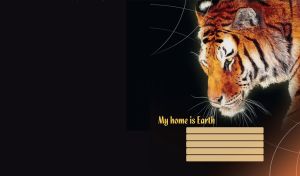 Adult tiger with yellow eyes full-face, on black with earth concept