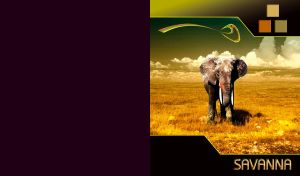 Adult elephant portrait in a golden savanna grass on yellow black