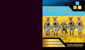 Portrait of five zebras in savanna, one with his back, on blue black