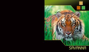 Portrait of a tiger in the green grass looking at his prey, on lime black