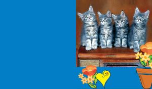 Kittens sit on vintage radio on brown background with flowers at bottom on blue
