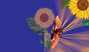 Beetles, Butterfly and Nautilus Shell | Closeup against floral background