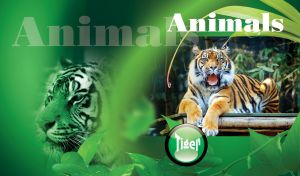 Animals | Wildlife Majestic Moments Framed | Tiger, Panther, Leopard, Lion
