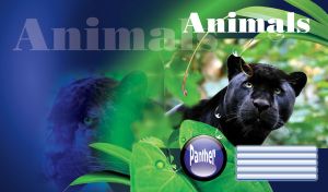 Black panther in rainforest with vegetation behind, framed with leaves on dark blue