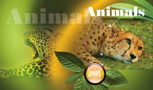 Leopard cub laying on grass, framed in green leaves with waterdrops on light green